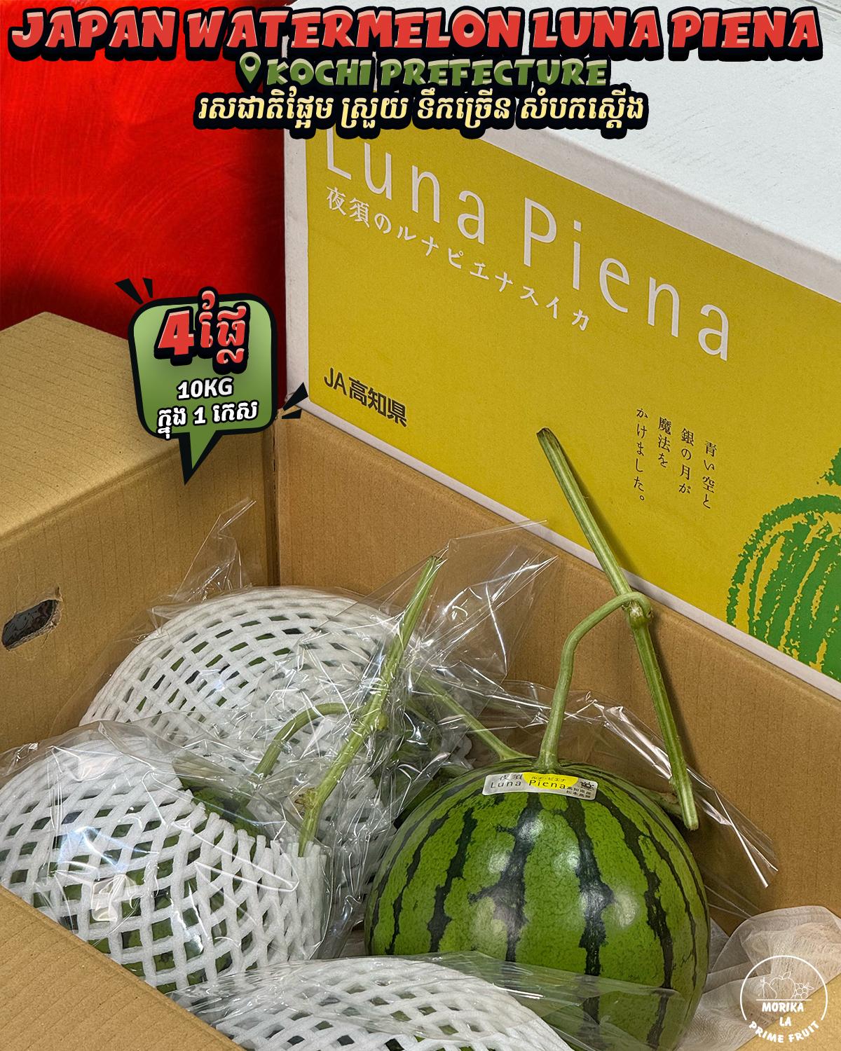 Japan Watermelon Luna Piena #4 🍉