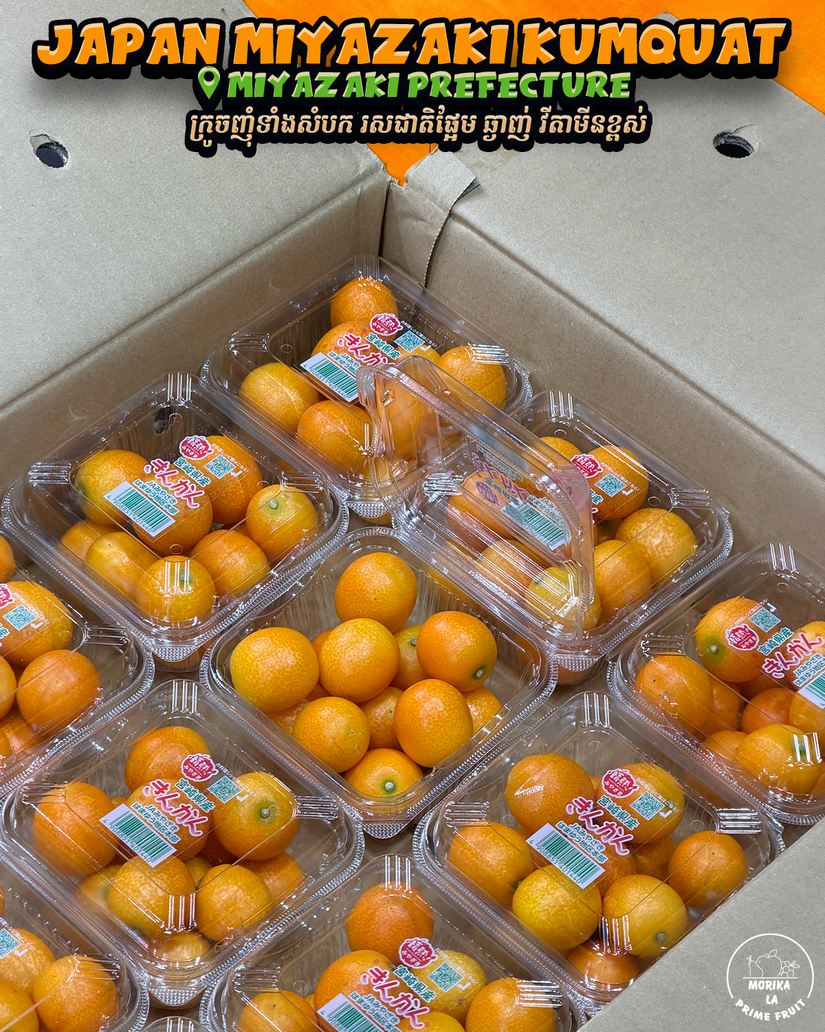 Japan Kumquat Miyazaki Pack