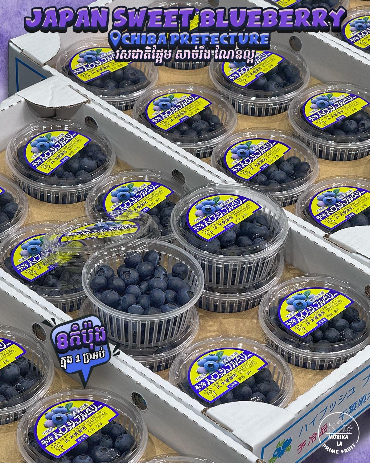 Japan Chiba Blueberry 🫐 