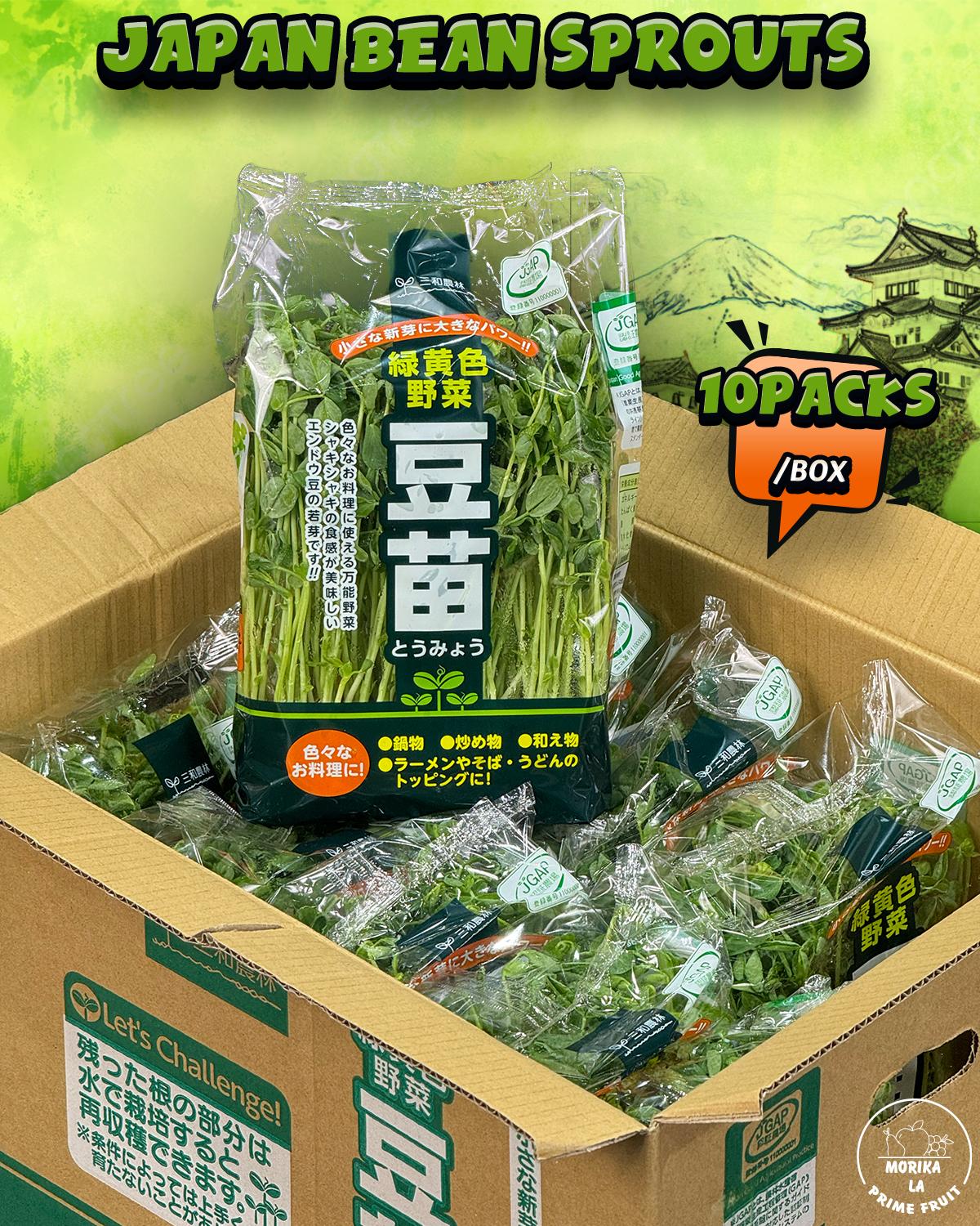 Japan Bean Sprouts 🌱 